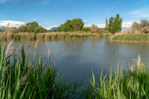 Scenic shiny lake surrounded by vibrant green grasses and abundant trees