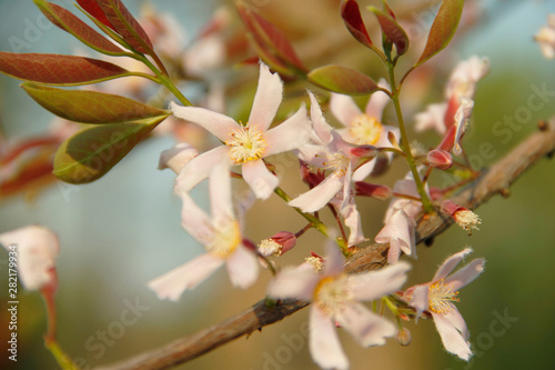 Cratoxylum formosum flower. photo