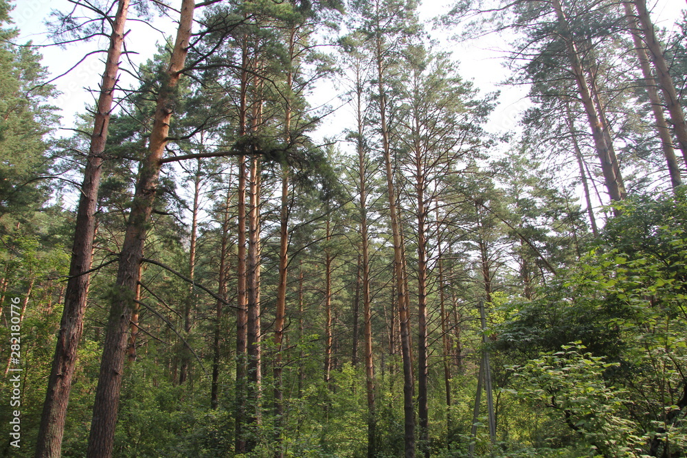 Obraz premium Nature