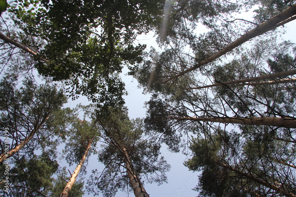 Fototapeta premium Nature