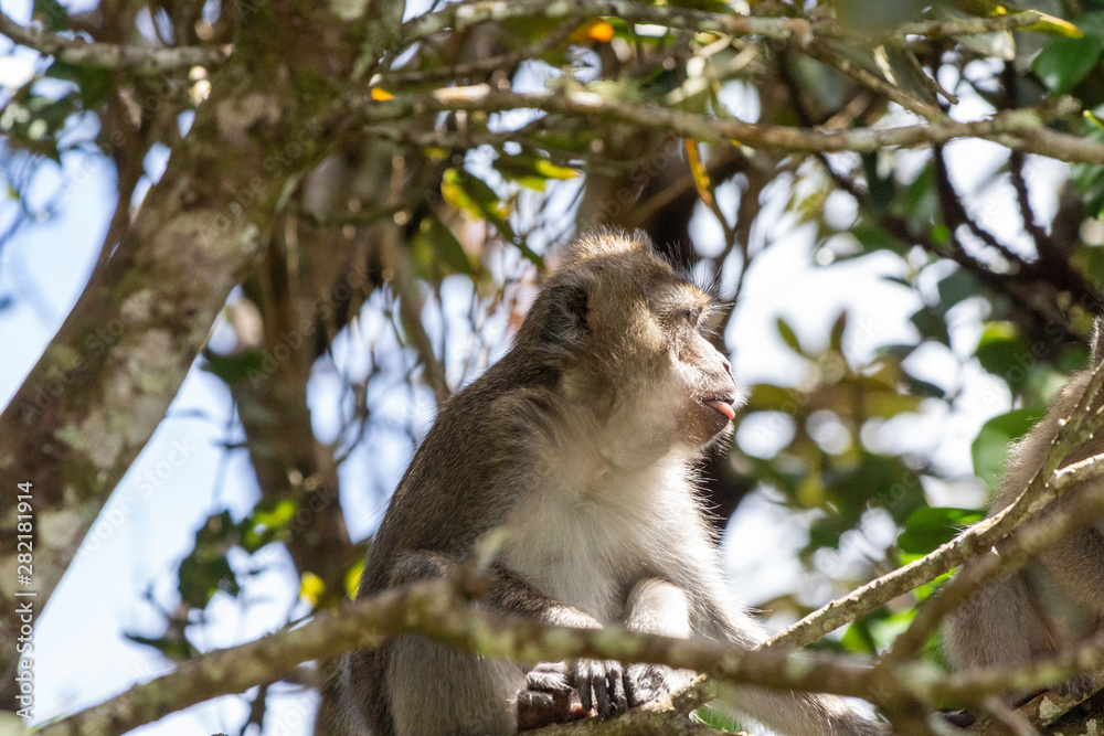 Free living monkey sitting on a tree on Mauritius island