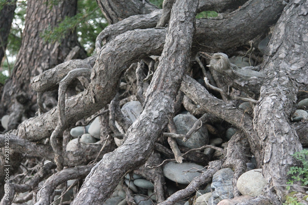 Nature Nature