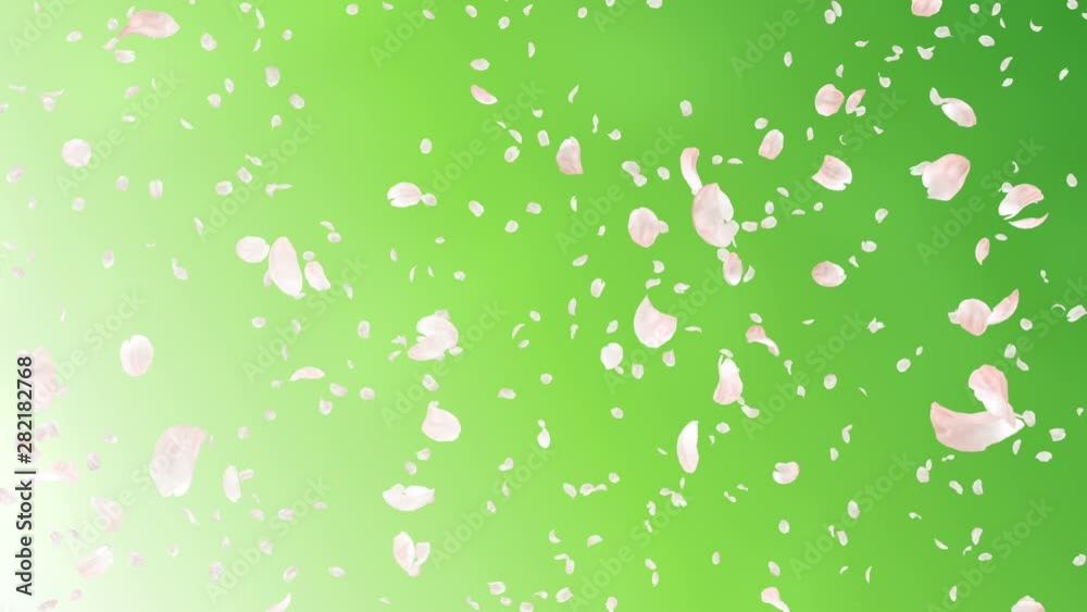 Cherry blossom petals dance in wind. Cherry blossom petals dance in wind.