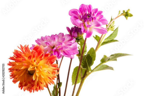 Orange and pink dahlia flowers isolated on a white background