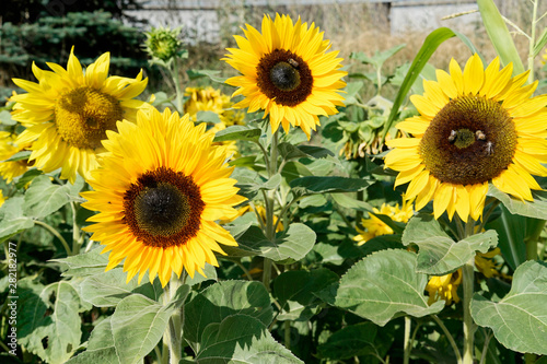 Sonnenblumen  Helianthus annuus   bl  hend  Baden-W  rttemberg  Deutschland  Europa