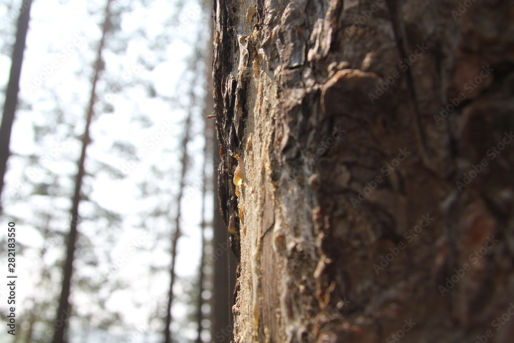Fototapeta premium Nature