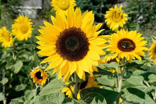 Sonnenblumen  Helianthus annuus   bl  hend  Baden-W  rttemberg  Deutschland  Europa