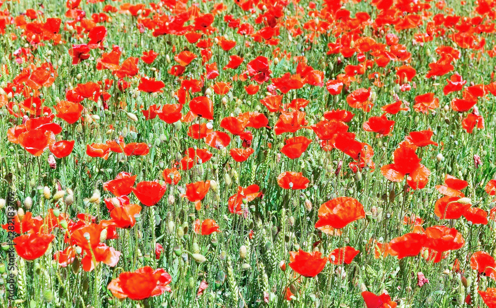 red poppies on a background of green field