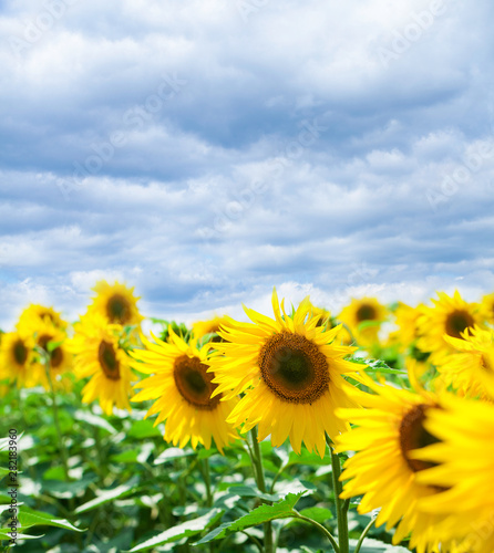 Sunflower field a     blue sky