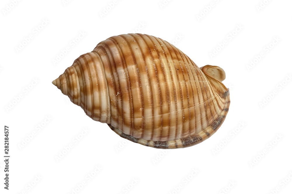 Conchiglia del genere Cassidaria Conchiglia del genere Cassidaria