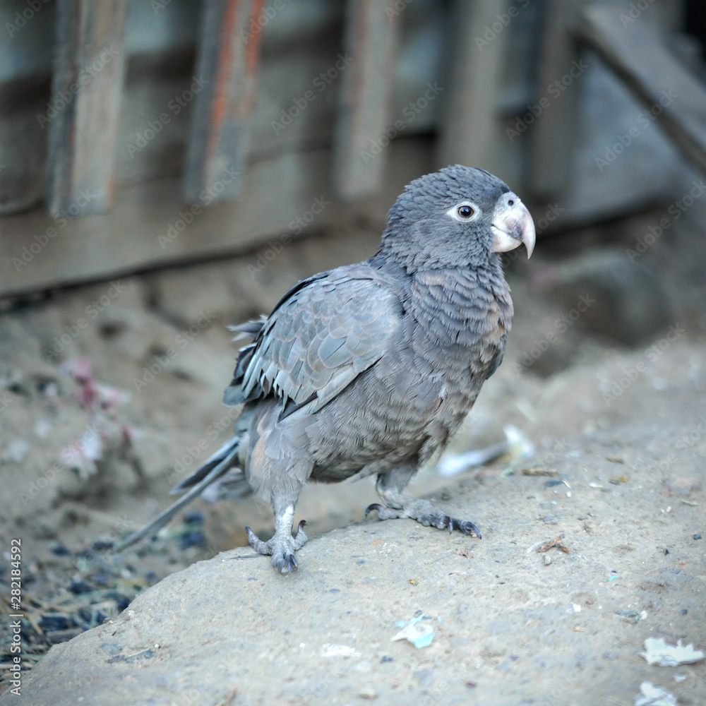 Fototapeta premium Gray Vasa parrot standing on the ground
