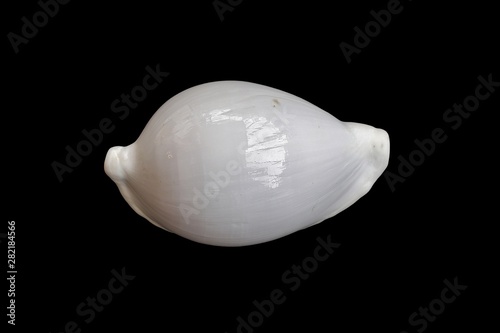 Conchiglia (Ovula ovum)