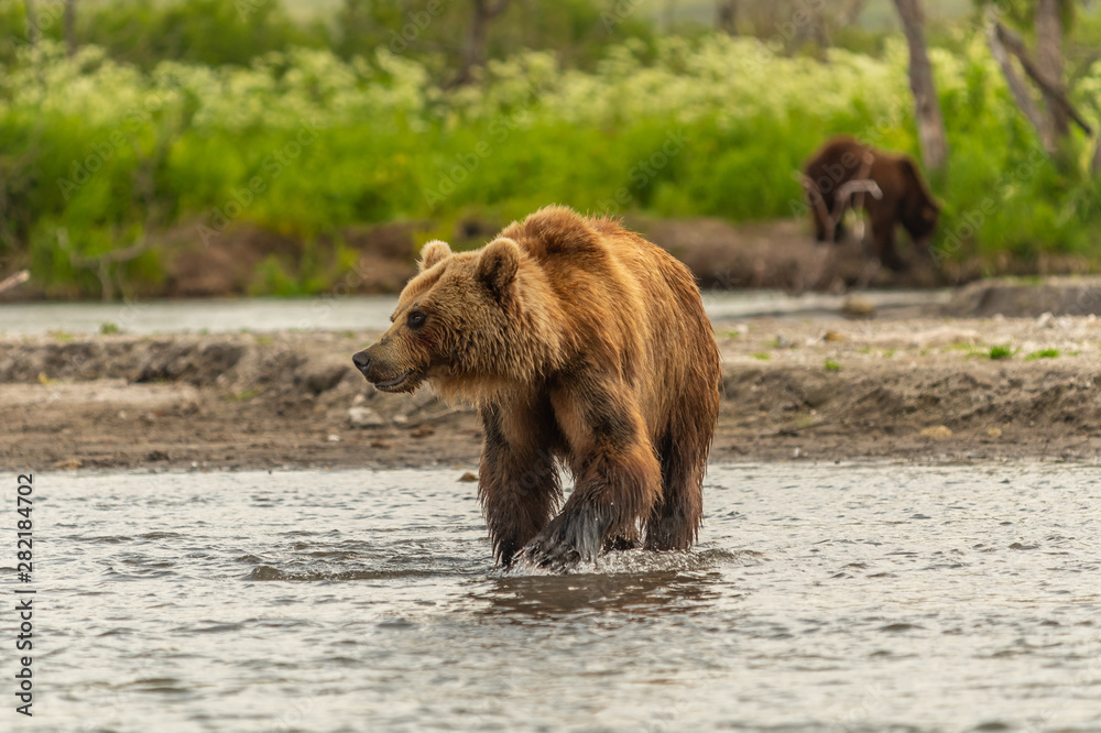 Fototapeta premium Ruling the landscape, brown bears of Kamchatka (Ursus arctos beringianus)