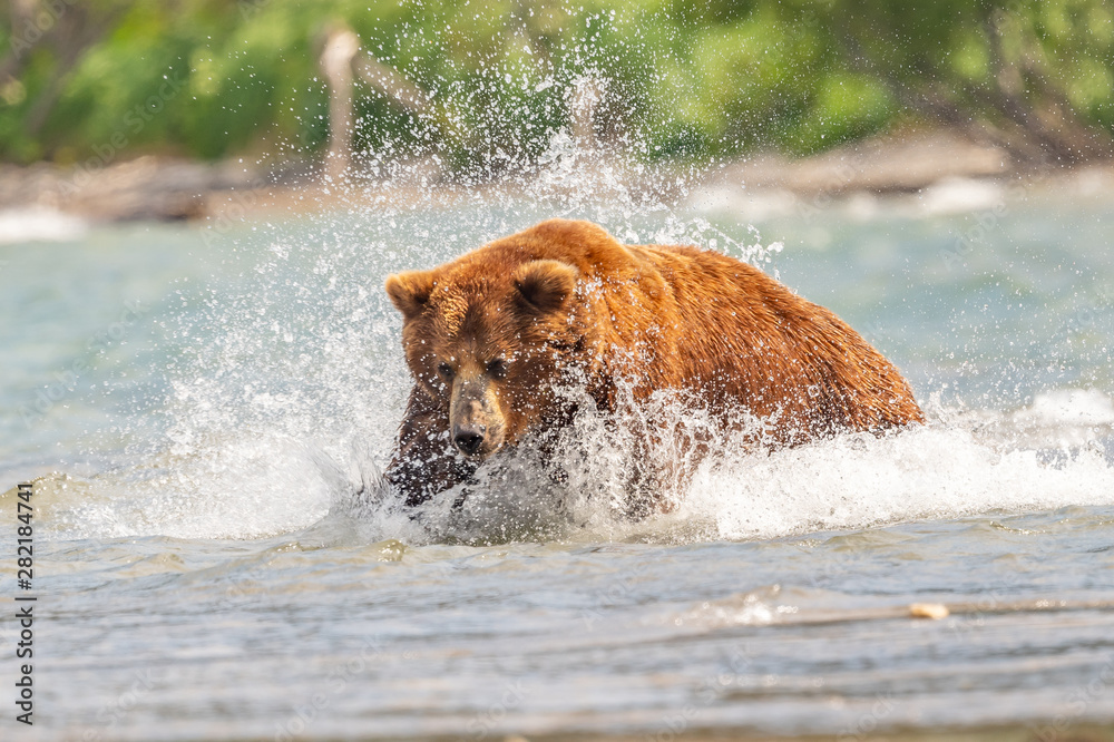 Ruling the landscape, brown bears of Kamchatka (Ursus arctos beringianus) Ruling the landscape, brown bears of Kamchatka (Ursus arctos beringianus)