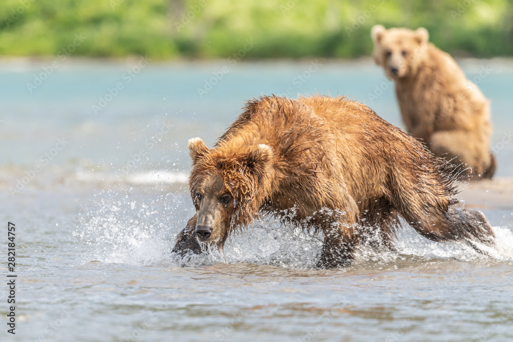 Ruling the landscape, brown bears of Kamchatka (Ursus arctos beringianus) Ruling the landscape, brown bears of Kamchatka (Ursus arctos beringianus)