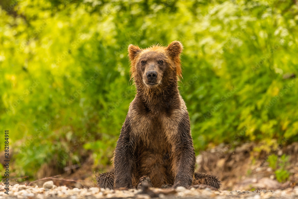 Ruling the landscape, brown bears of Kamchatka (Ursus arctos beringianus) Ruling the landscape, brown bears of Kamchatka (Ursus arctos beringianus)
