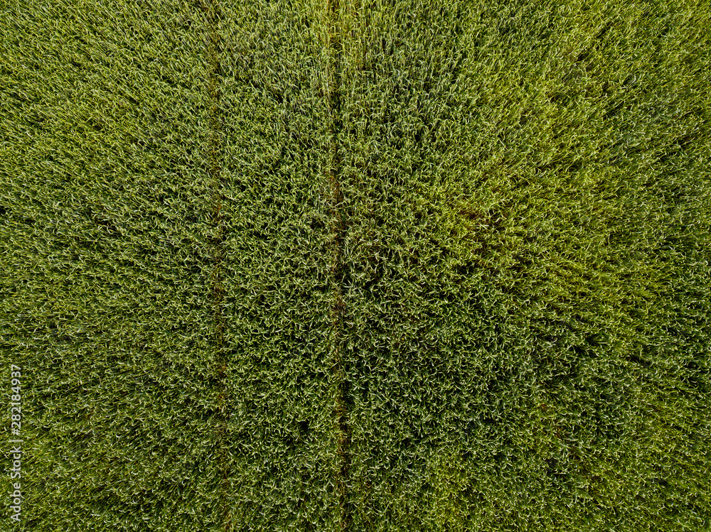 Vasyugan swamp from aerial view. Autumn landscape. Taiga forest. Nature reserve. Siberia, Russia. Vasyugan swamp from aerial view. Autumn landscape. Taiga forest. Nature reserve. Siberia, Russia.