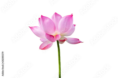 Pink Lotus flower isolated on white background.File contains with clipping path so easy to work.