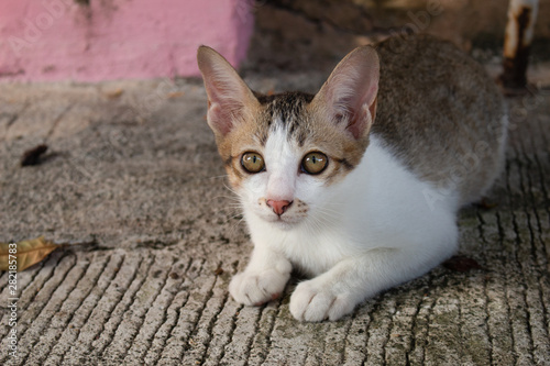 Cute little kitten sitting outdoor. Tabby funny kitten with light green eyes. Animal baby theme.