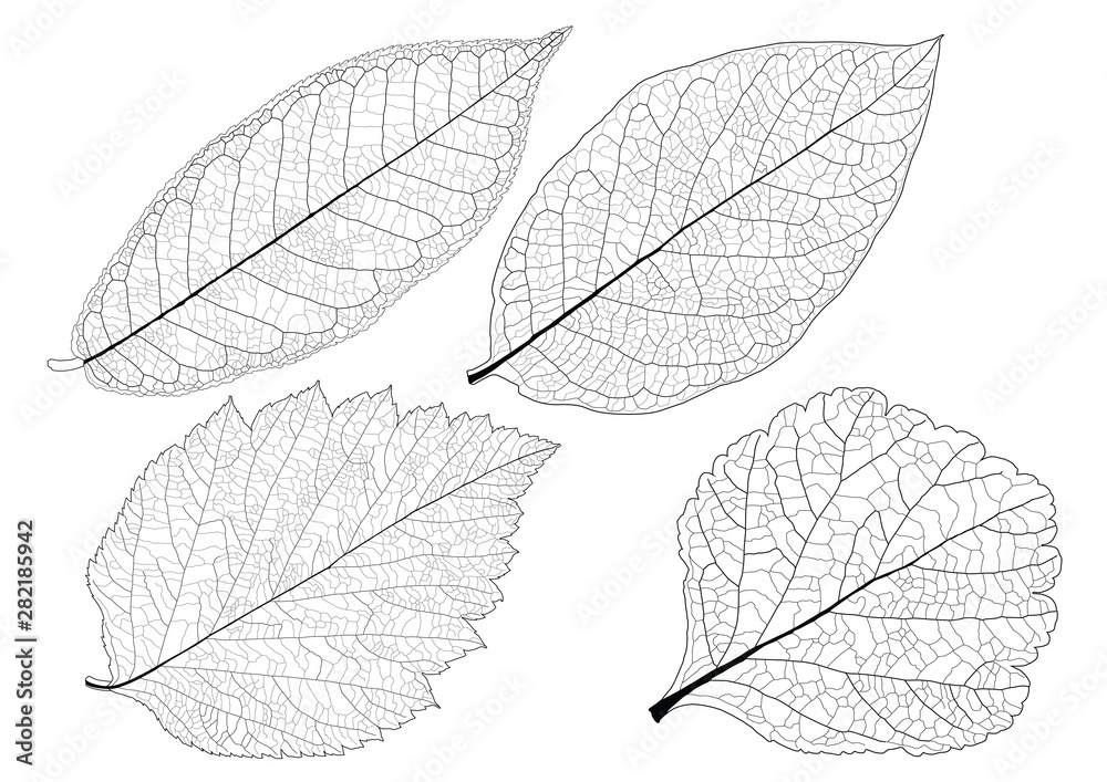 Skeletal Leaves lined design on white background