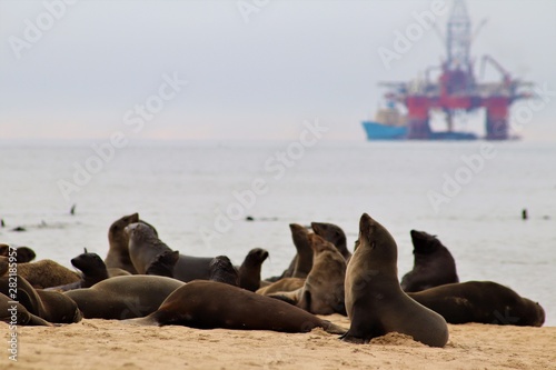 Cape fur seals rest on a beach in Namibia with an oil rig in the background.They face threats such as habitat loss, entanglement, drowning in fish nets,marine pollution, disease, and global warming.
