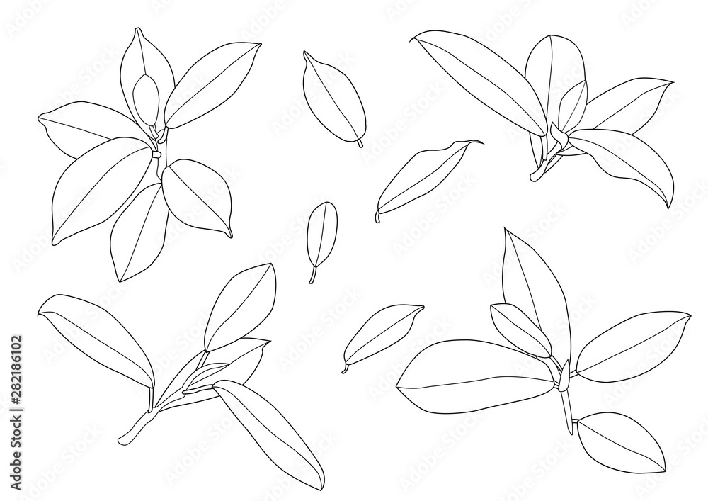 Leaves line single leaf and leaf pattern black Bring to color decorate on white background illustration vector Leaves line single leaf and leaf pattern black Bring to color decorate on white background illustration vector