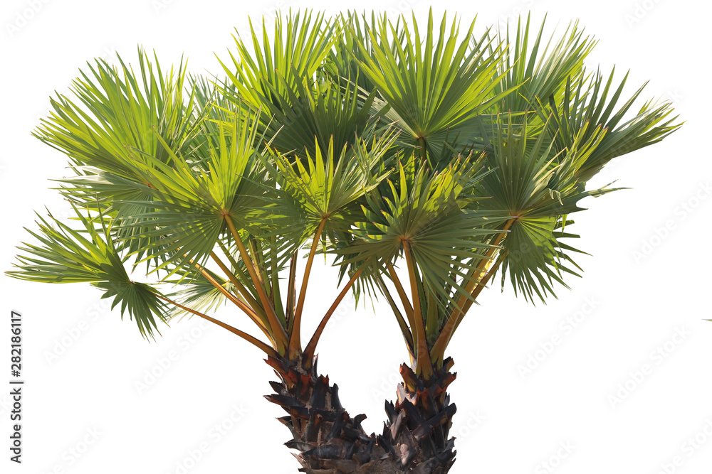 young Betel palm on isolate background and clipping path young Betel palm on isolate background and clipping path