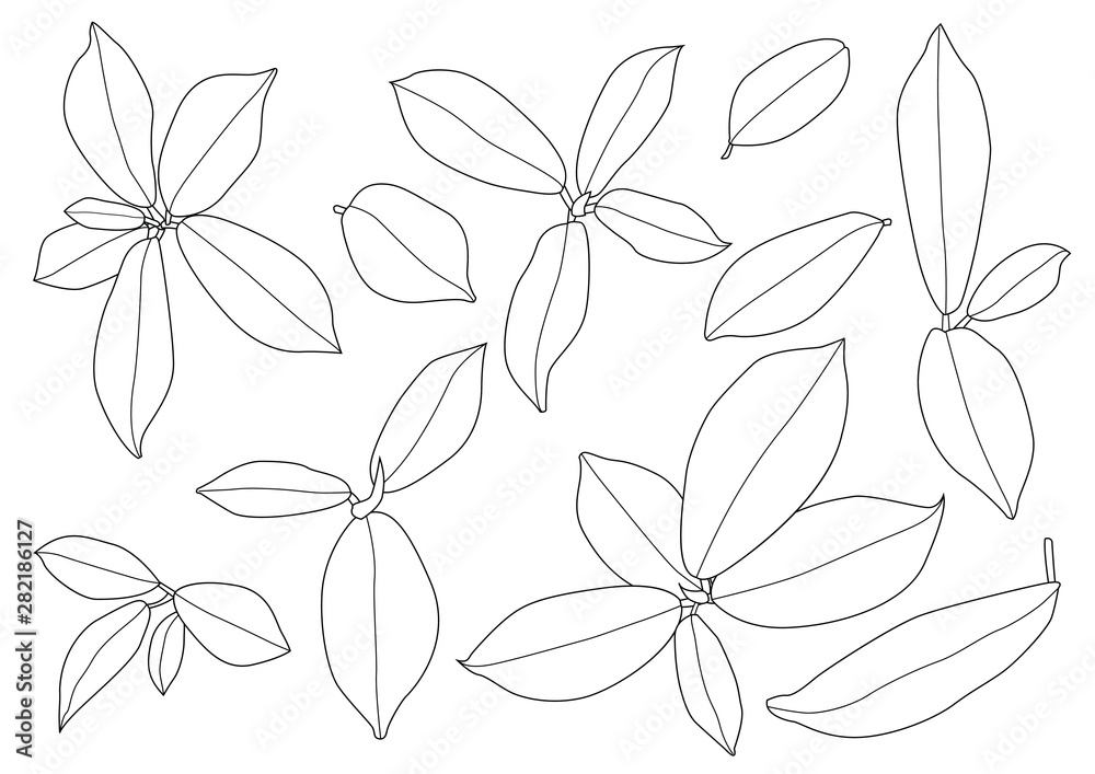 Leaves line single leaf and leaf pattern black Bring to color decorate on white background illustration vector Leaves line single leaf and leaf pattern black Bring to color decorate on white background illustration vector