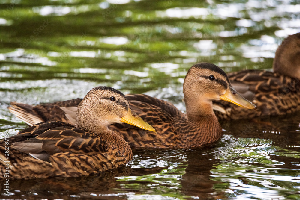 Close-up portrait of a duck in water. Close-up portrait of a duck in water.