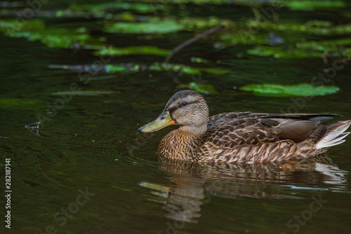 Close-up portrait of a duck in water. © shymar27