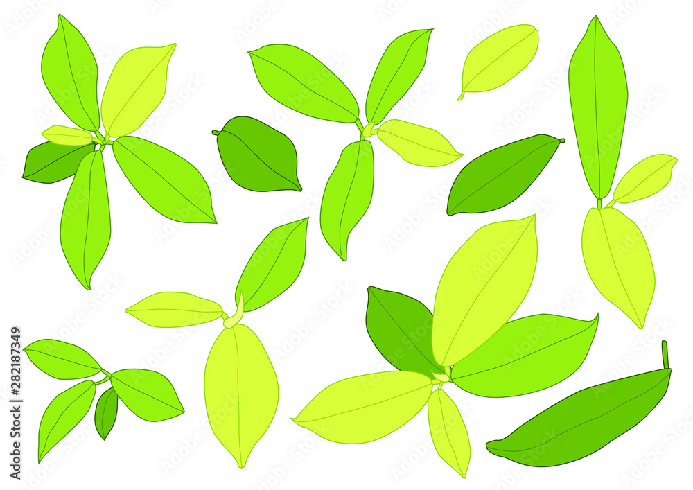 Naklejka premium Green leaves are a bouquet fresh on white background illustration vector