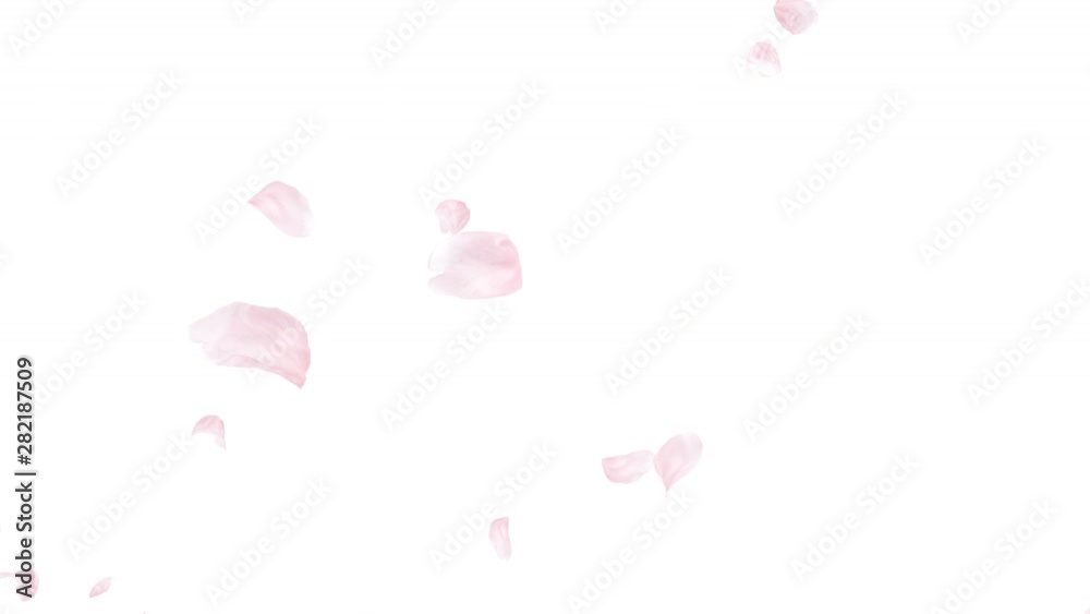 Cherry blossom petals dance in wind. Cherry blossom petals dance in wind.