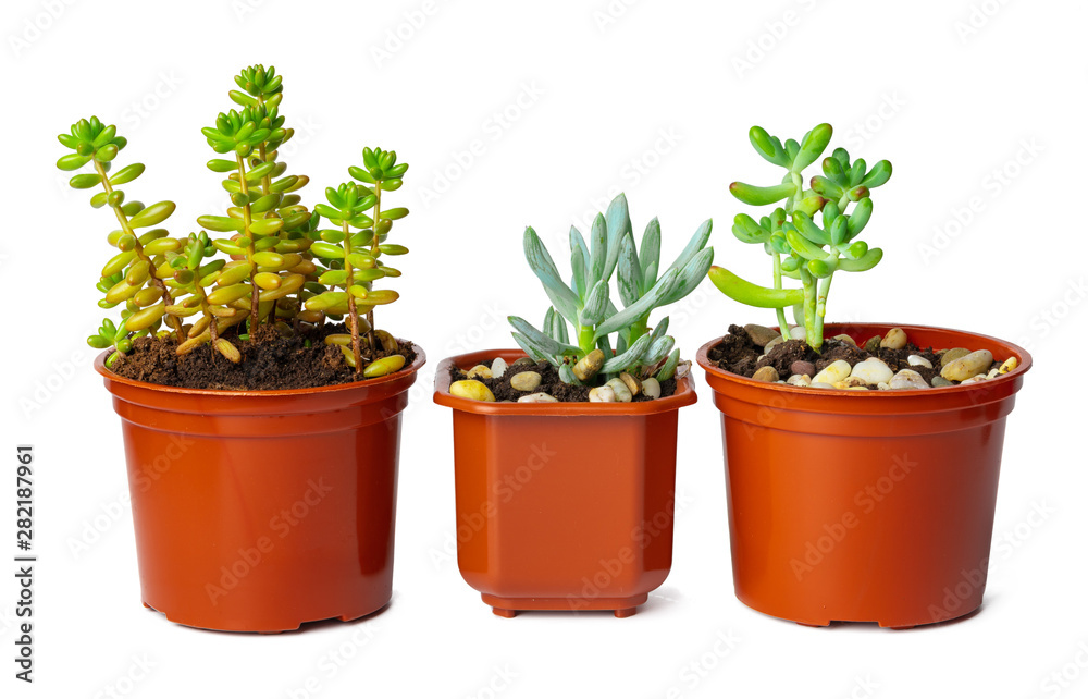 Pots with succulent plants isolated on white background Pots with succulent plants isolated on white background