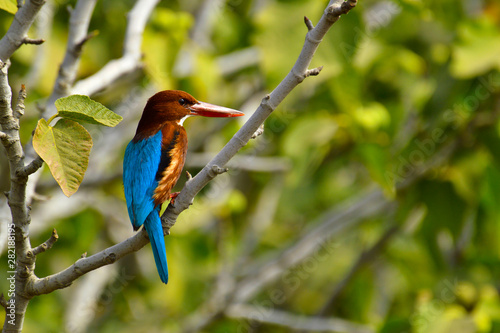 Konstfotografi White-throated kingfisher, Halcyon smyrnensis or Smyrna kingfisher sitting on a