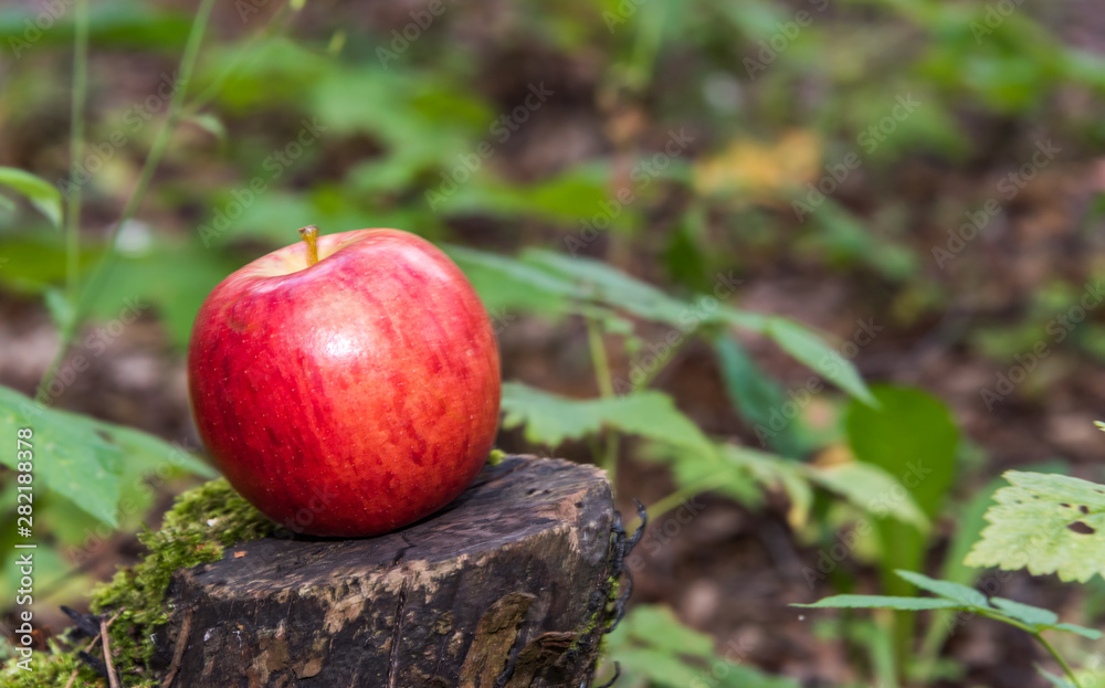 Ripe Apple on a Tree Stump in a Forest Ripe Apple on a Tree Stump in a Forest