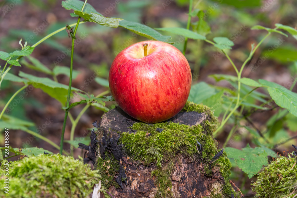 Ripe Apple on a Tree Stump in a Forest Ripe Apple on a Tree Stump in a Forest