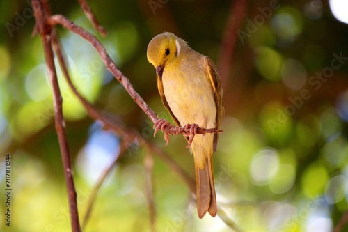 White-plumed honeyeater (lichenostomus penicillatus), Australia photo