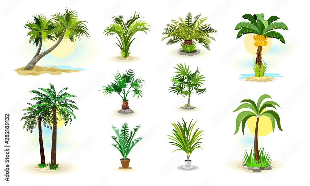 Vector image shows set of different examples of wild and room green palm trees cartoon isolated illustration