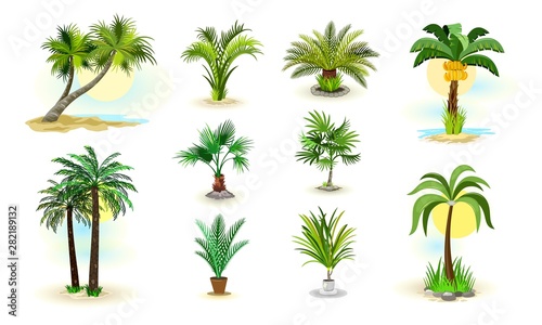 Vector image shows set of different examples of wild and room green palm trees cartoon isolated illustration