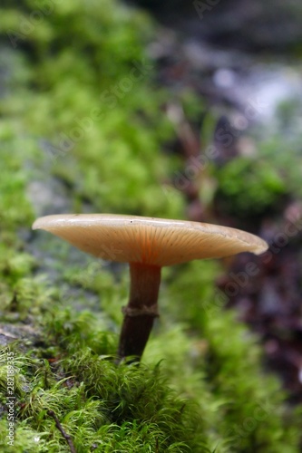 Funghi, mushroom
