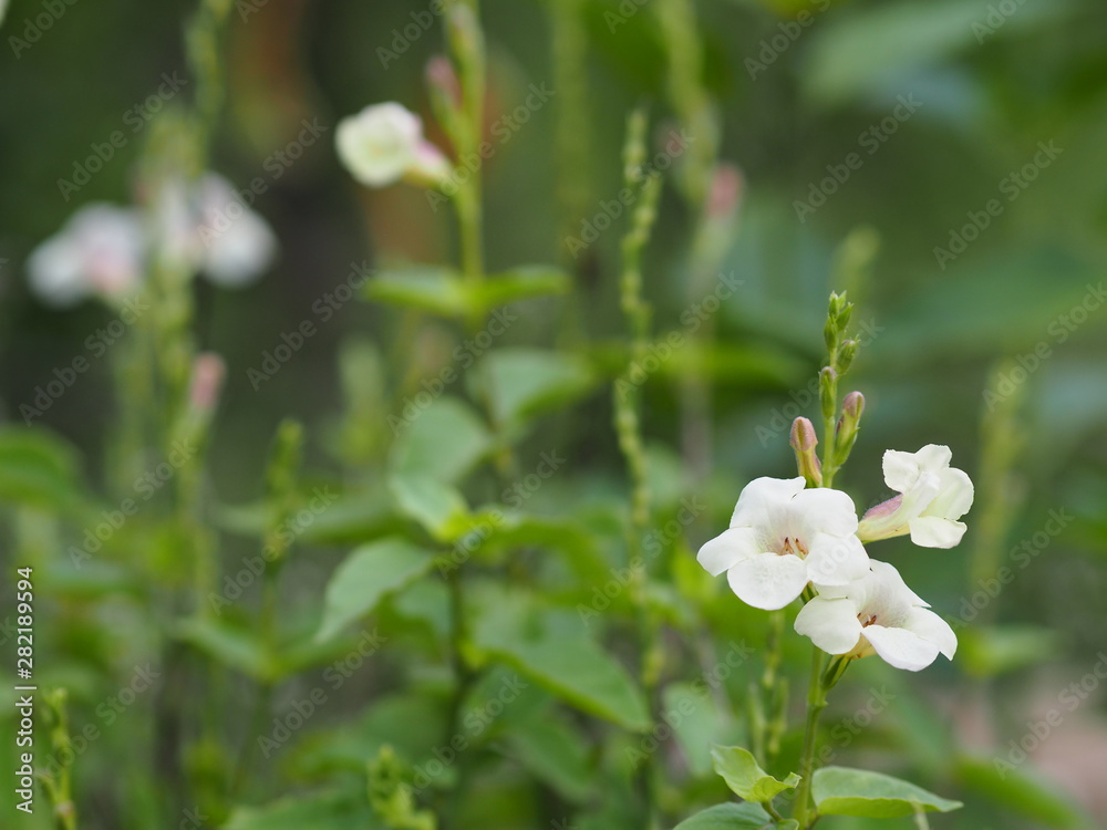 Fototapeta premium White Flower beautiful bouquet in garden blurred of nature background