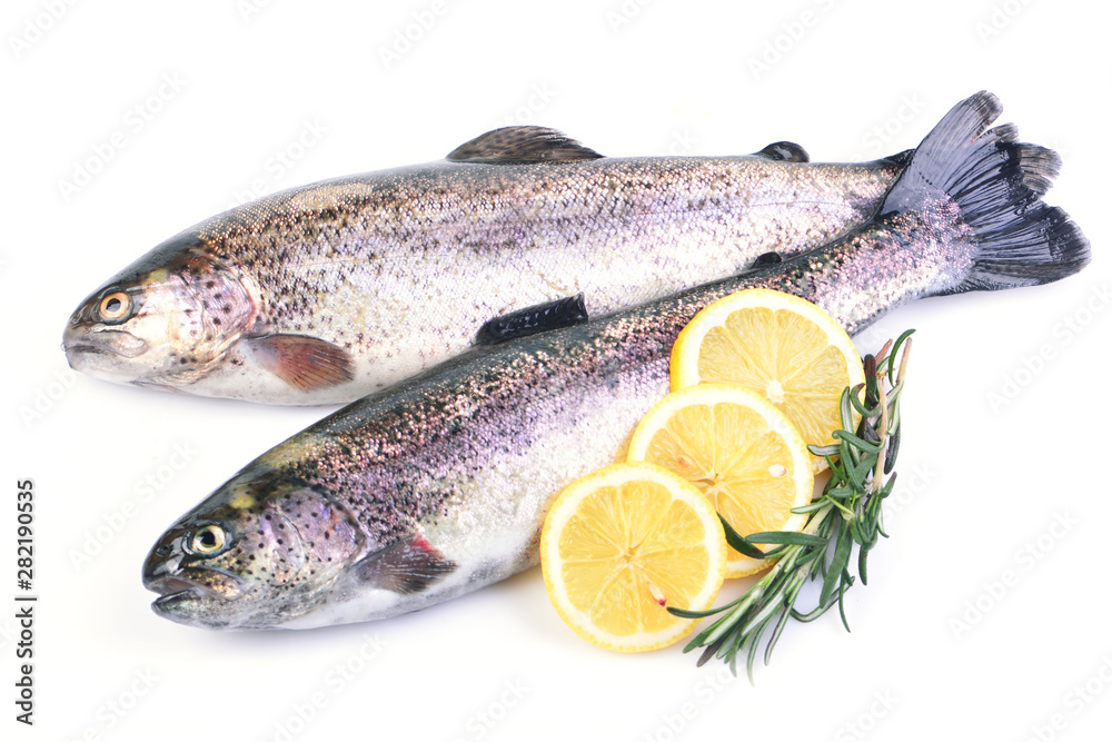 Fish trout on a white background