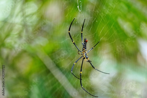 spider on web © ATIPPORN