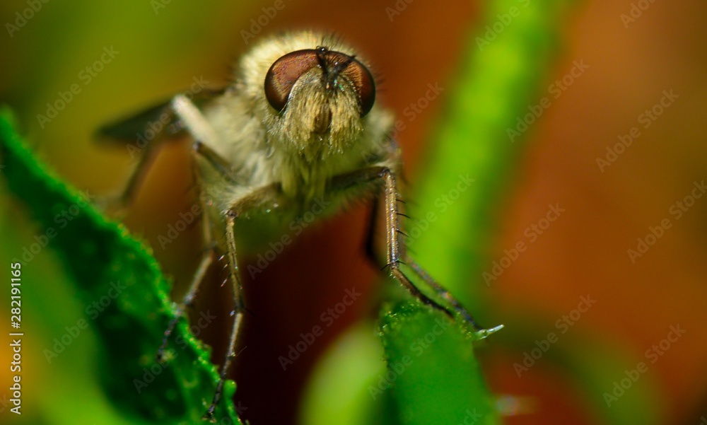 Naklejka premium dipter sur fond noir