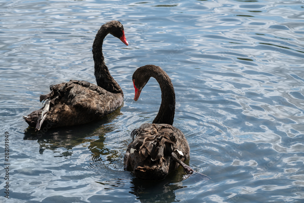 Obraz premium Black Swan on the lake.