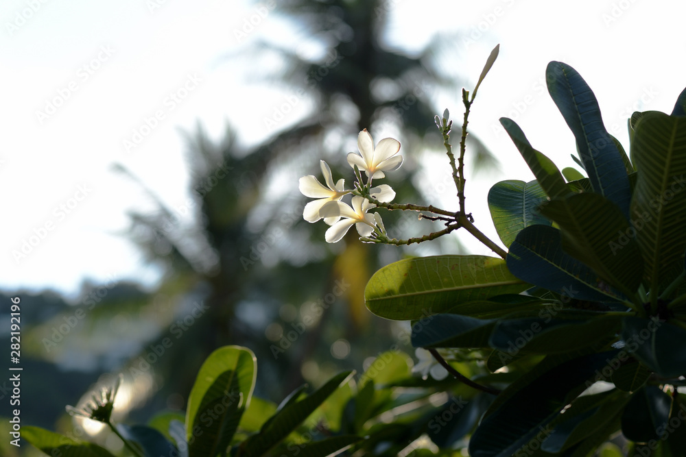 Obraz premium Beautiful frangipani flowers in a tropical garden on a summer day