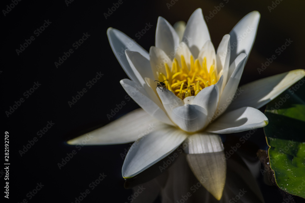 Obraz premium The European white water lily Nymphaea alba
