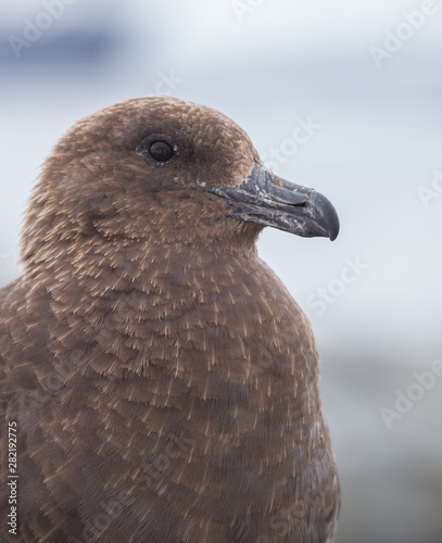 Portrait of brown skua, Stercorarius antarcticus , also known as the Antarctic skua in Petermann Island of the northwest coast of Kiev Peninsula in Graham Land, Argentine islands, Antarctica.