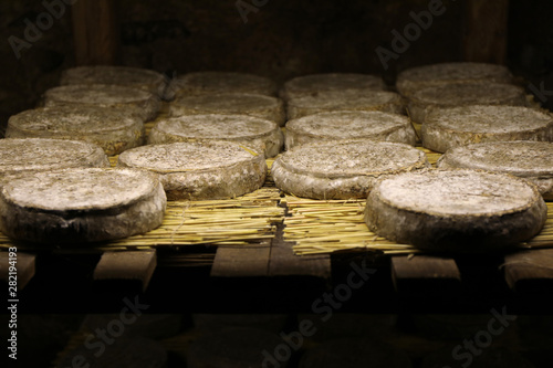 Traditional refining of Saint Nectaire cheeses in a cellar. Puy de dome, Auvergne, France photo