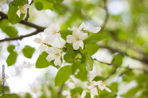 Blurred background with a blooming apple tree. Spring background